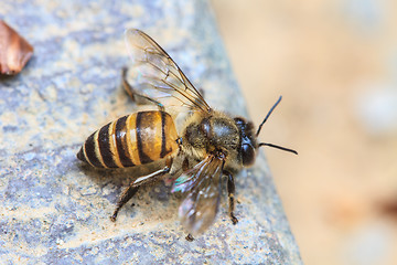 Image showing close up bee on the ground