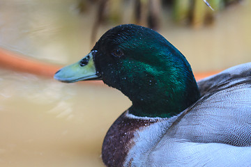 Image showing duck on the water in garden