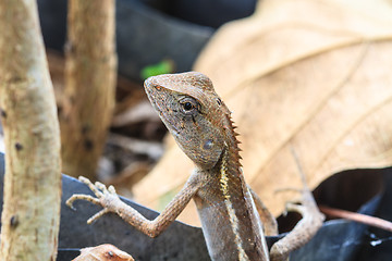 Image showing Green crested lizard