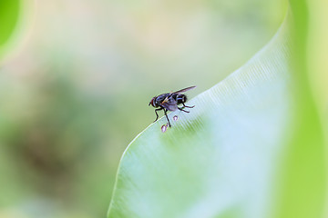 Image showing Blow fly, carrion fly, bluebottles, greenbottles, or cluster fly