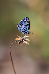 Image showing Beautiful Butterfly