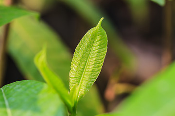 Image showing Abstract green leaf texture for background