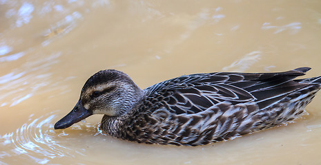 Image showing duck on the water in garden