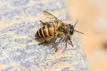 Image showing close up bee on the ground