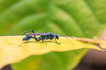 Image showing Insect on leaf