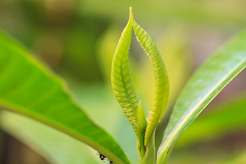 Image showing Abstract green leaf texture for background