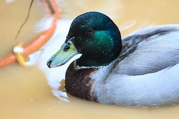 Image showing duck on the water in garden