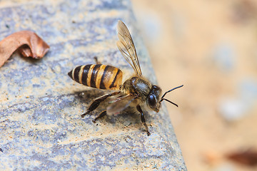 Image showing close up bee on the ground