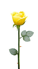 Image showing fresh yellow flower 