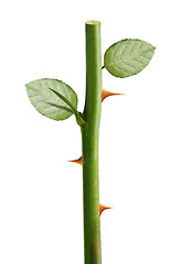 Image showing rose thorns