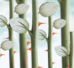 Image showing rose thorns