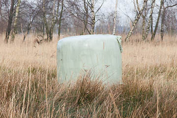 Image showing Bales of green crop silage