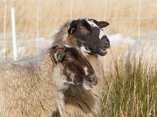 Image showing Adult sheep 