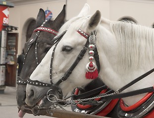 Image showing Horses