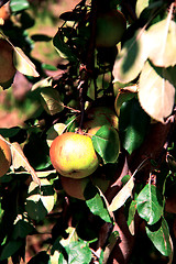 Image showing Apple tree with ripe apples