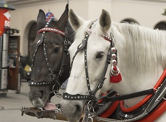 Image showing Horses