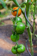 Image showing tomatoes on a branch