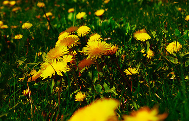 Image showing young dandelions grow in the meadow