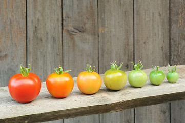 Image showing Evolution of red tomato - maturing process of the fruit - stages of development