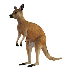 Image showing Red Kangaroo with Baby