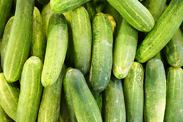 Image showing Fresh green cucumber collection outdoor