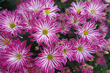 Image showing Purple daisy flower blossom