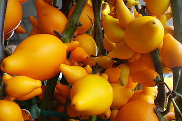 Image showing Solanum mammosum growing in the garden