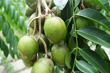 Image showing Ambarella fruits on the tree