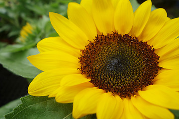 Image showing Close up of the sunflower