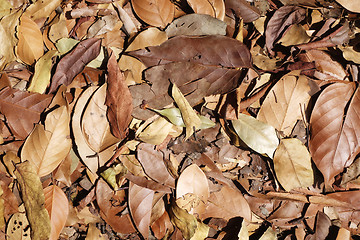 Image showing Dry leave