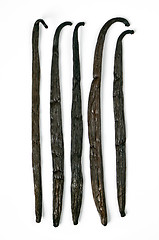 Image showing Vanilla pods