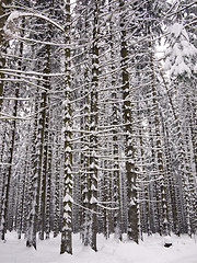 Image showing Snowy tree trunks