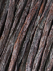 Image showing Vanilla pods