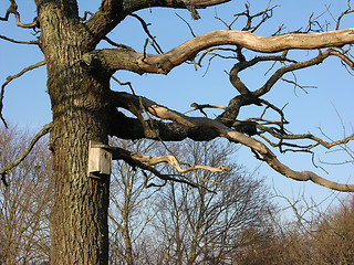 Image showing Tree 3
