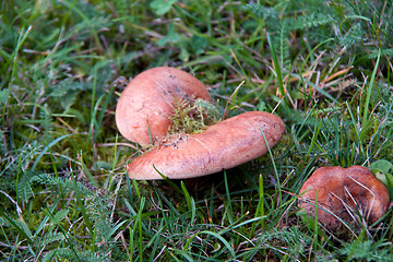 Image showing in the meadow mushroom