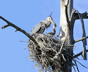 Image showing Great Blue Herons