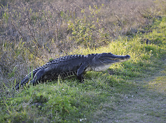 Image showing American Alligator