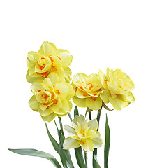 Image showing Daffodil Flowers