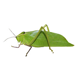 Image showing Leaf Bug