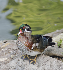 Image showing Wood Duck