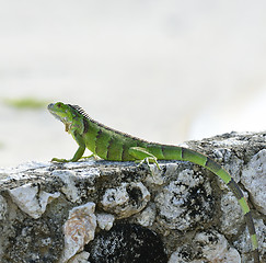 Image showing Green Iguana
