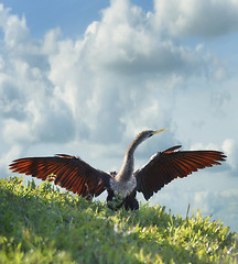 Image showing Male American Anhinga (Anhinga anhinga) 