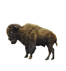 Image showing American Bison