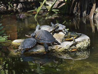 Image showing Yellow-bellied Slider Turtles