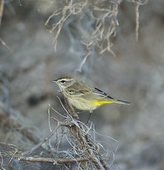 Image showing Warbling Vireo