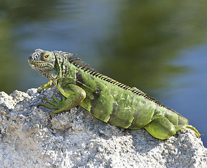 Image showing Green Iguana