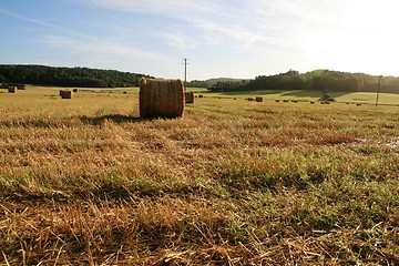 Image showing The corn feld