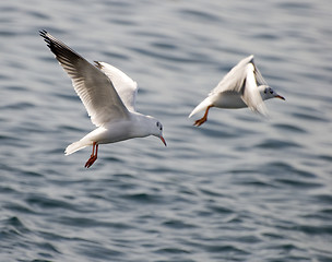 Image showing seagull