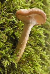 Image showing mushroom