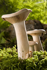 Image showing mushroom